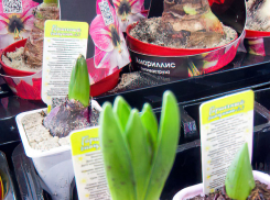 Роскошные амариллисы предлагают собственноручно вырастить камышинским рыцарям местные сетевики