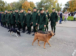 Главу поселения оштрафовали за игнорирование проблем с бродячими собаками