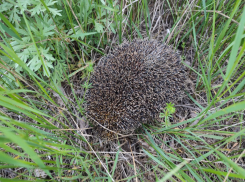Как в Волгоградской области еж «перевернул» на трассе «Форд»