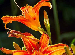 В Камышине во вторник снова +36, но больше облаков