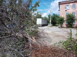 В Камышине во время грозы 28 июля на окраине парка Текстильщиков рухнуло дерево, убирать его с улицы никто не спешит