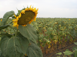 В Камышинском районе увеличивается поголовье КРС, урожаи зерновых и клин подсолнечника