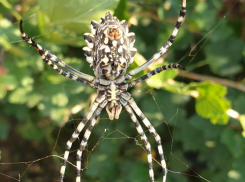 Жутковатый «портрет» неизвестного паука прислала в редакцию читательница «Блокнота Камышина»