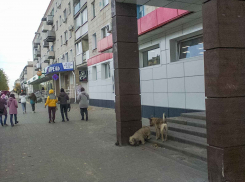 «Веду дочку на укол от бешенства бродячей собаки и ненавижу власть Камышина», - камышанка