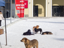 В Госдуме разработали законопроект о запрете кормления бродячих собак