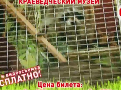 В Камышин заехали подозрительные обезьяны, - камышанка