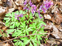 Резкий погодный скачок произойдет в Камышине после сегодняшнего, 24 марта, дождя
