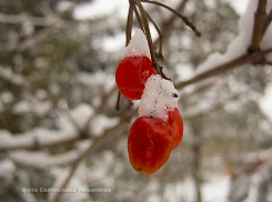 В Камышине на Крещение будет тепло, вопреки легендам о морозе