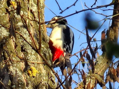 Первый день зимы пришел в Камышин с плюсовой температурой
