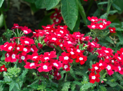 Под какие муниципальные нужды администрация Камышина изъяла земельный участок из частной собственности на улице Гагарина 