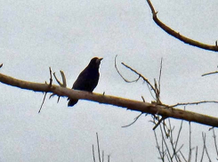 У соседей камышан по берегам Волги мужчине разнесло живот самодельным оружием, предназначенным для птиц