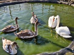 Ветеринары дали заключение, отчего скончались лебеди в камышинском муниципальном парке