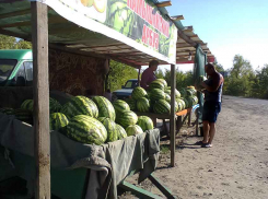 Камышинские арбузы «продвигаются» вдоль трасс, но цены еще те!