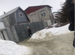 В Камышине на остановке у центрального рынка умирает собака