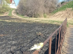 В Камышине на пепелище летает попугай