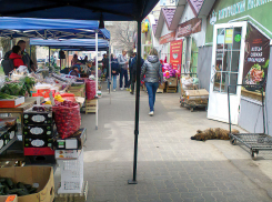 Глава СК Александр Бастрыкин поручил возбудить дело о бездействии властей Краснодарского края по отлову бродячих собак: властям Камышина на заметку