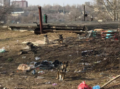 В Кремле призвали гуманно умертвлять бродячих собак