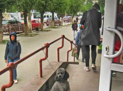 Камышане, а вы никак не можете ходить в магазины без собак? - камышанка