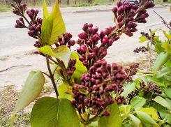 В Камышине на Пасху будет солнечно и свежо