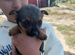 Сердобольные камышане пристраивают несчастных крошечных щенков с мусорки