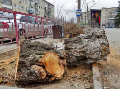 В Камышине сегодня пилили лишние стволы и рубили лишние ветки - готовили город к Новому году