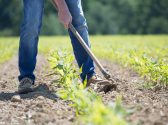 Китайцы-работодатели на Левобережье Волги пытались заставить наемных сельхозрабочих «выкупать» их паспорта