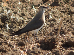 В природном парке Камышинского района поселилась краснокнижная тиркушка