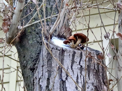 Грибы собирают жители Волгоградской области в разгар зимы 