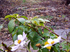 Ветер с юго-запада принесет в Камышин дождь и потепление 20 ноября