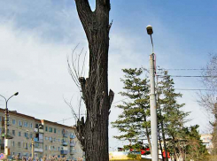 Горожане советуют властям Камышина изучить опыт Волгоградской гордумы, запретившей делать обрезку деревьев «под столбы»