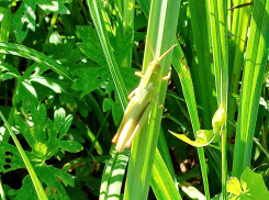 В Камышин вернулась 30-градусная жара с магнитными бурями