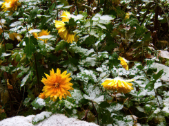 В Камышине синоптики «видят» сегодня солнце, а завтра мокрый снег