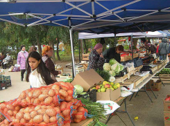 Роспотребнадзор предлагает камышанам сгонять лишний вес капустой