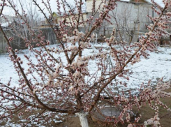 Под Камышином неожиданный снег засыпал раннецветущие абрикосы, ждать ли новых заморозков?