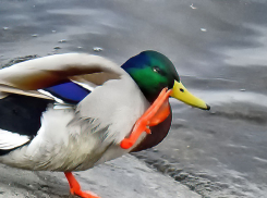 +20  не предел для первой декады октября: неожиданная погодная повестка для Камышина