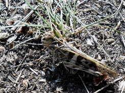 В Камышине объявились «первопроходцы» из тучи саранчи, движущейся из Волгограда
