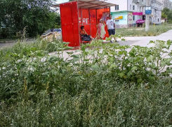 В Камышине завершается укладка тротуарной дорожки на улице Базарова - она тонет в тени леса сорняков