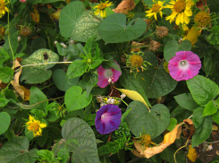 Конец недели порадует камышан теплой погодой с проблесками солнца