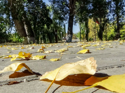 Дождь и ночные +4: погода в Камышине 16 октября