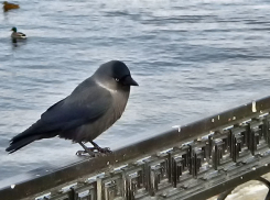 Ледяной северо-западный ветер принесет в Камышин 10-градусный мороз и метель 18 декабря
