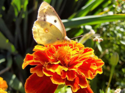 +26 покажут термометры в Камышине в воскресенье 22 сентября - перед похолоданием