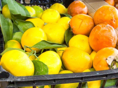 Камышане встретят Новый год при 5-ти градусах тепла