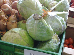 Камышинский район вышел в лидеры по урожайности капусты