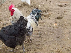 Куры-несушки стали рекордсменками в Волгоградской области, и яйца от этого  подешевели, по данным Волгоградстата