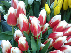 Гороскоп на неделю: наступило удачное время для Тельцов и прибыльное для Львов, - «Блокнот Волгограда»