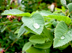Дождливую и нежаркую пятницу пообещали камышанам синоптики сегодня, 21 июня