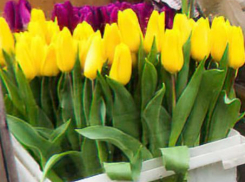 В Камышине за 5 дней до 8 Марта продавцы просят 250 рублей за 1 тюльпан
