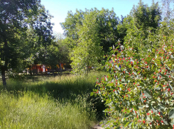 В Камышине в парке Текстильщиков травяные джунгли уже «поглотили» площадку с аттракционами