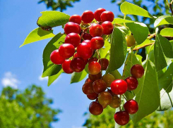 Камышанам обещан синоптиками вторник с дождем