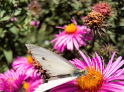 Жарко и ветрено: погода в Камышине 14 сентября